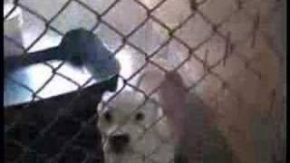 SC Animal Control