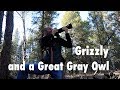 Spring in the Tetons | Photographing a Grizzly and a Great Gray Owl