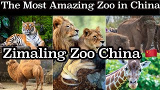 Zimaling Zoo at Zhongshan China 🇨🇳 | Most Beautiful Zoo in China | Dangerous Animals in China