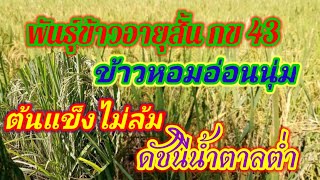 พันธุ์ข้าวอายุสั้น​ กข43​ ข้าวหอมอ่อนนุ่ม​ ต้นแข็งไม่ล้ม​ ดัชนีน้ำตาลต่ำ