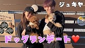 僕の犬を紹介します Youtube 僕の犬を紹介します Youtube
