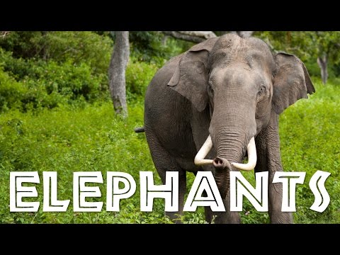 Elephants for Children: Learn All About Elephants - FreeSchool