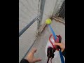 Sputnik at the Doggie park, playing ball
