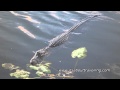 Alligator Swims to Infant in Florida Everglades