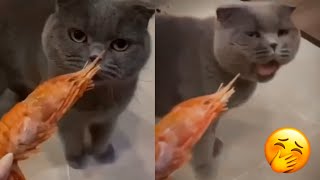 Funny Cats Life 🐈 Best Funny Cats Moments For A Joyful Mood! 🐱 by Tiny Funny Paws 3,379 views 1 year ago 3 minutes, 58 seconds