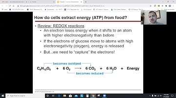 AP Biology Chapter 7: Cellular Respiration and Fermentation