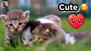 Tiny chatons mignons   Tiny cute kitten  Compilation #chaton #animaux #cute #mignon  #compilation