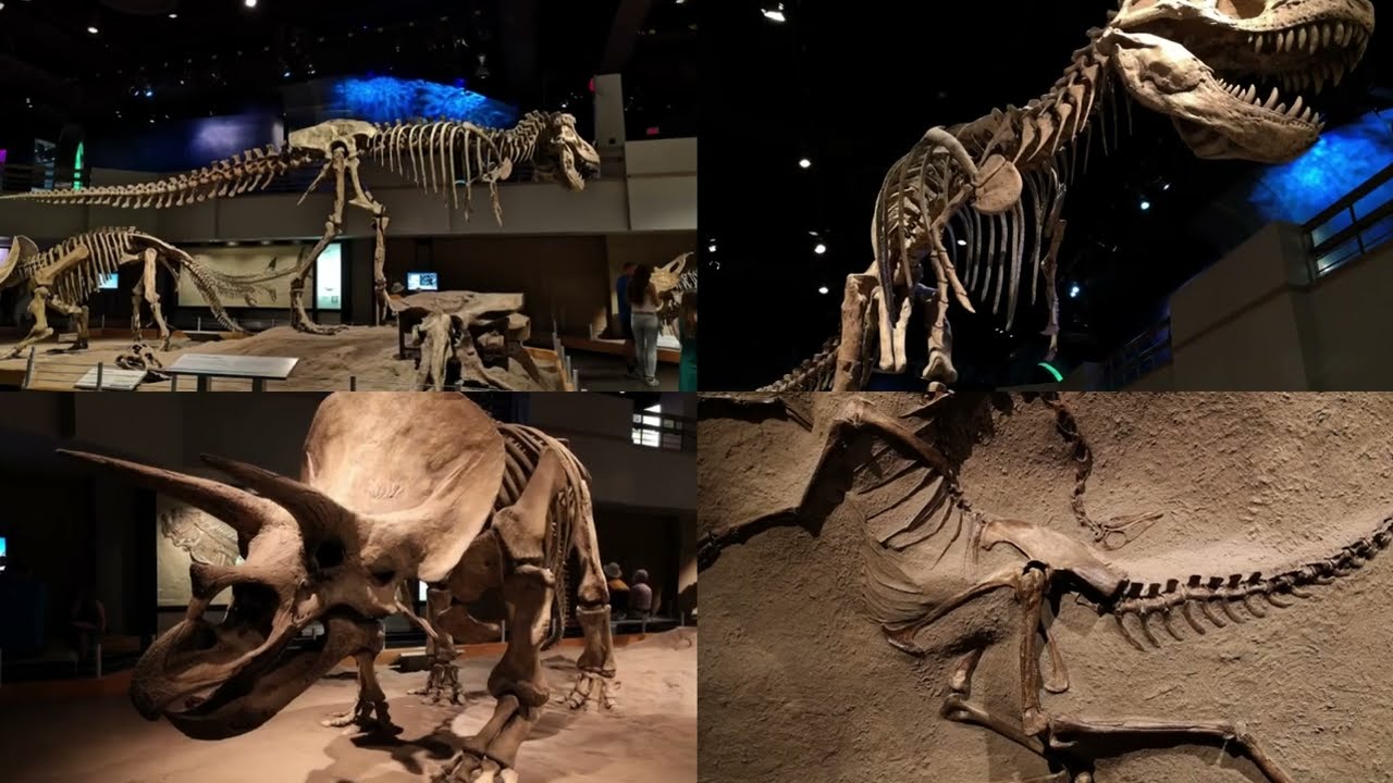 Royal Tyrrell Museum, Alberta, Canada