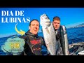 Excelente jornada de lubinaspesca submarina sorpresa especial 80000 suscriptores