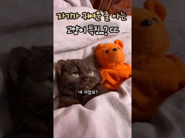 자기가 귀여운 줄 아는 고양이 특징..? ㄷㄷ