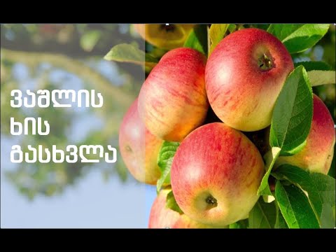 ვაშლის ხის გასხვლა / Обрезка деревьев яблонь