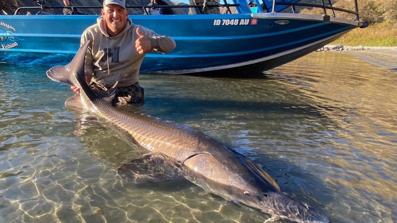 MONSTER STURGEON Catch Clean Cook AWESOME BEAST