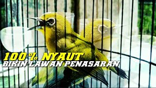 PLECI anda susah NGALAS PANCING dengan Suara PLECI NEMBAK + CALL betina ini