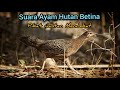 SUARA AYAM HUTAN BETINA (Cocok Untuk Pikat Jantan) |AMPUH