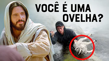 O que a Bíblia diz sobre ovelha?