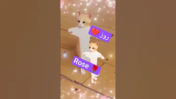 الاكتر طلبا روز Rose Rose روزا ترند تيك توك Funny Cat New العراق Shorts 