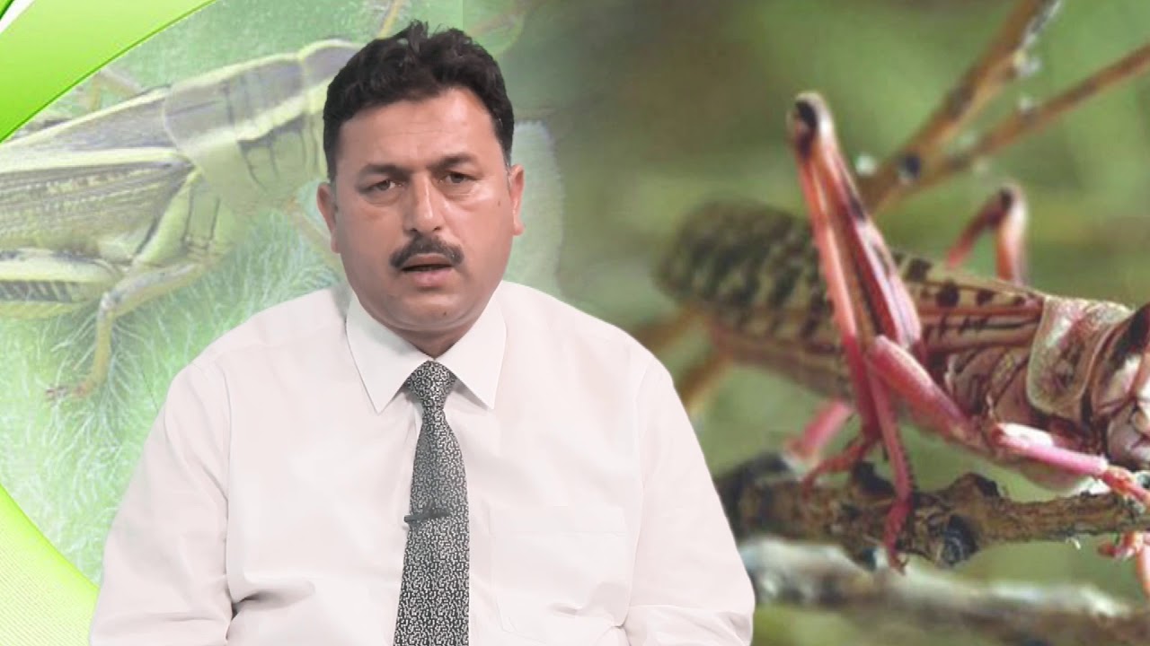 Dr Falak Naz DG Plant Protection Department, Media Talk YouTube