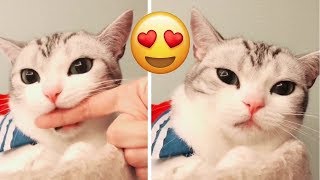 Gatos adorables que enamoran by xPlays Videos 12,433 views 5 years ago 10 minutes, 55 seconds