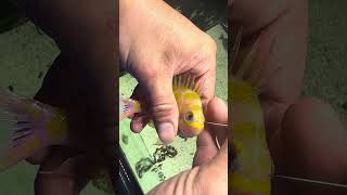 Borbonius Anthias Has Popeye Syndrome And Person Pierces The Outer Area To Relieve Tension