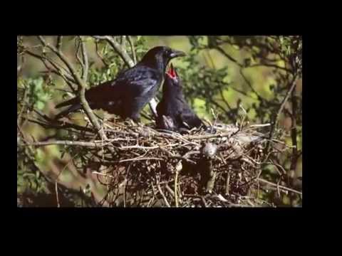 الشيخ صالح المغامسي قصة الغراب