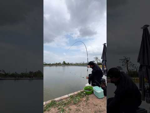 Câu cá trắm đen Bắc Ninh ( tập 2 ) #chungnguyenfishing #shorts