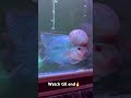 Worlds best flower horn #ytshorts #trending #dhurandar #flowerhorn #viralsong #ranvirsingh #fish