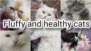 How to make Persian cat healthy and fluffy? || Tips to keep cats active || Persian cat care