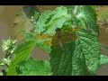 Brown Dragonfly - Libelula marrom