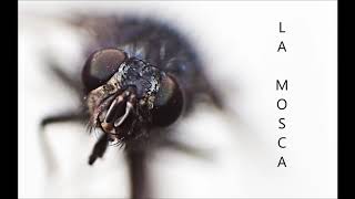 Ma Soeur & Di Lauren - La Mosca Original Mix