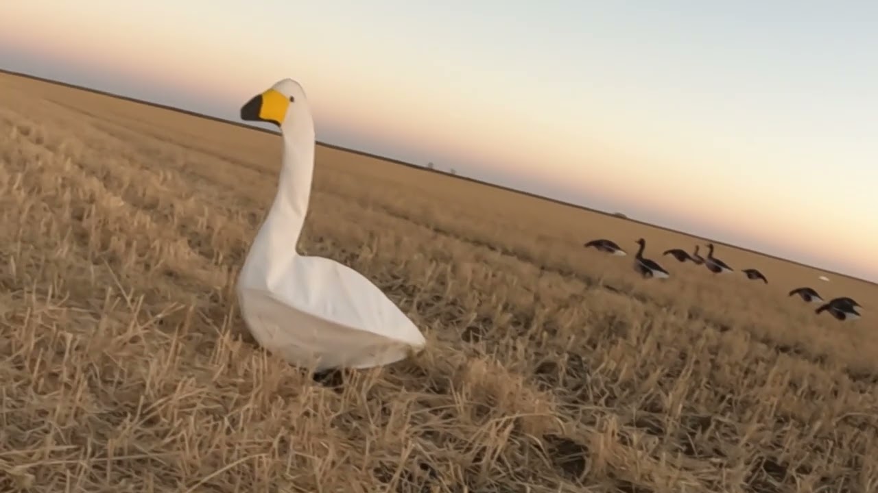 Охота на кормовом поле на серого гуся. 2025 г.