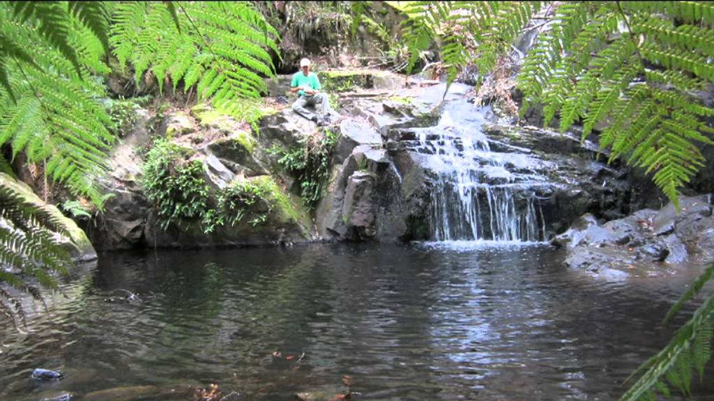 Barrington Tops trout YouTube