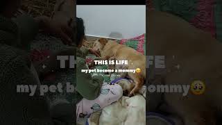 my pet gives birth for the first time ❤️❤️❤️❤️🥹🥹🥲😍||new born baby ||coco vlogs ||