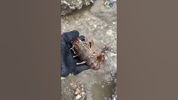 Hai cái càng cua bự khủng bố | Review bắt hải sản #shorts #sanbathaisan