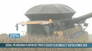 Colheita de milho safrinha atinge 30% no Paraná | Canal Rural