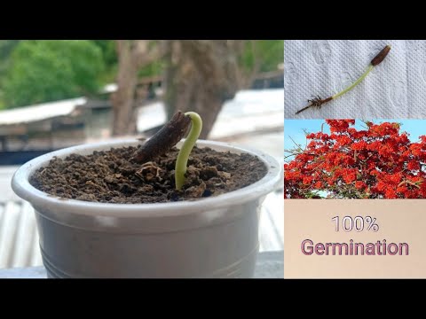 Fire Tree Seed Germination