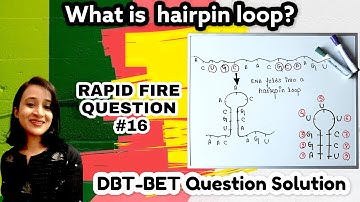 Hairpin loop | Stem loop | DBT BET JRF question solution | Rapid fire 16