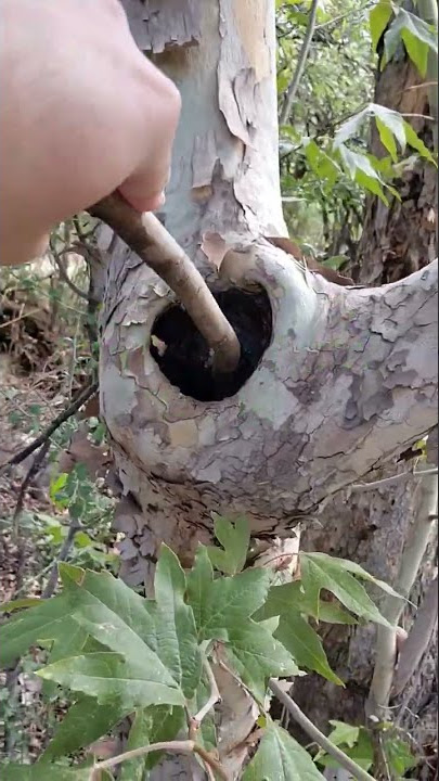 Nature Porn