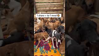 could you please donate anything you can for a bag of dog food please, Link in bio 🙏
