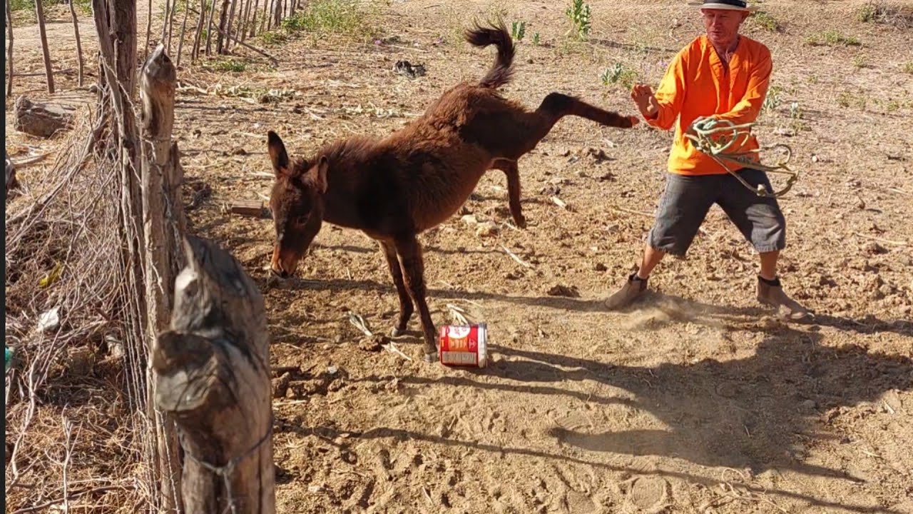 Bastidores  !! O burro José deu coice em Seu Mané  !!