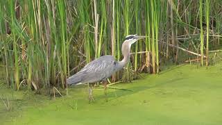 Great Blue Heron is attacked by Red-winged Blackbird