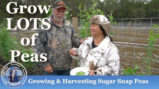 How to Grow LOTS of Sugar Snap Peas