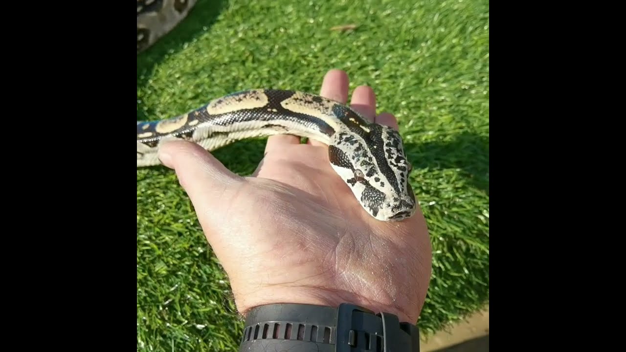 Happy 5th birthday boa longicauda