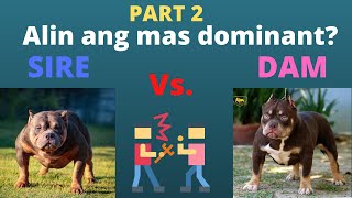 PART 2! Totoo ba na ang DAM ang mas dominant sa dog breeding?