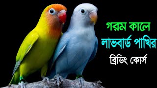 Lovebird Breeding  লাভ বার্ড পাখির ব্রিডিং কোর্স সম্পর্কে অভিজ্ঞতা শেয়ার লাভ বার্ড পাখি পালন