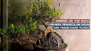 Cara Mudah Mengecilkan Daun Dan Merapatkan Perantingan Bonsai Kimeng!!