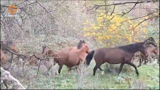Laçında vəhşiləşmiş Qarabağ atları Resimi