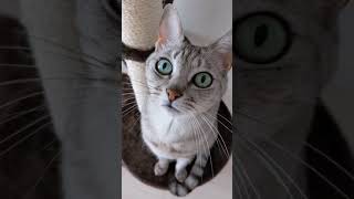 朝から美猫すぎる猫マロちゃん #shorts