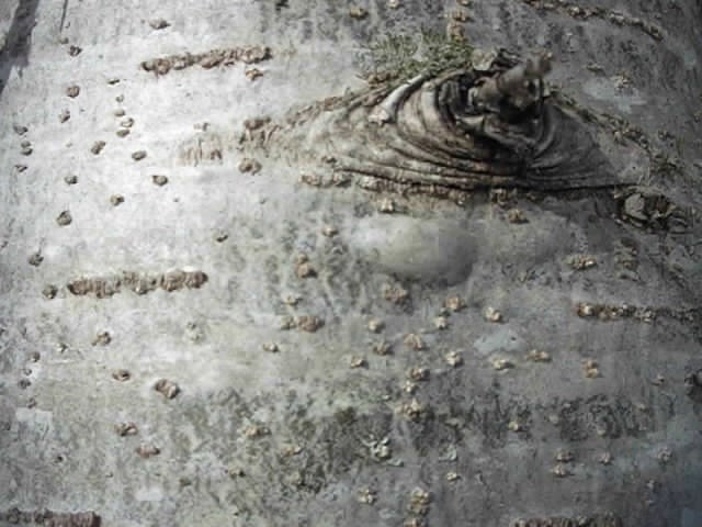 Живица, как собирать