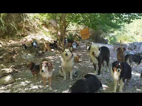 Versión Canina de la mejor escena de los pájaros.