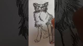 Border Collie szkic 😁 Border Collie szkic 😁